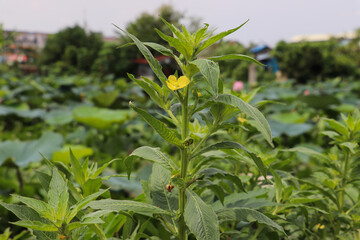 Fototapeta premium Yellow flowers scattered among green leaves in rural farm garden setting