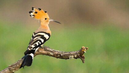 European hoopoe perched on a branch.