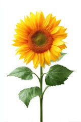 Fototapeta premium Single sunflower against white background