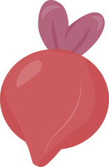 Red beetroot vector illustration, earthy root vegetable great for salads, juices, and healthy cooking.