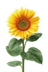 Fototapeta premium Vibrant sunflower on white background