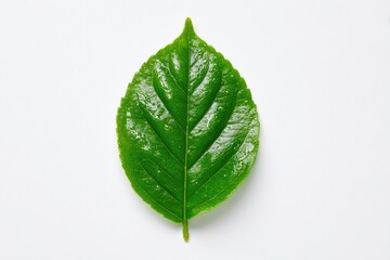 Obraz premium Single vibrant green leaf, smooth texture, clear veins