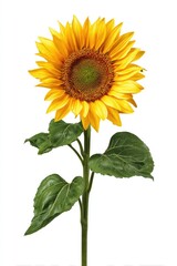 Obraz premium Vibrant sunflower against white backdrop
