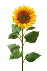 Obraz premium Single sunflower against white