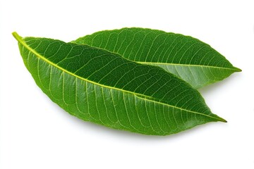 Obraz premium Two vibrant green leaves overlapping, isolated on white