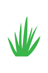 Aloe Vera plant icon illustration