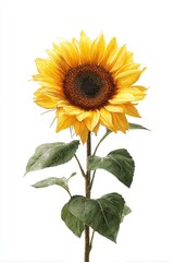 Obraz premium Bright sunflower on a white background. Detailed, vibrant yellow petals surround a dark brown center. Green leaves and stem. Natural, isolated image