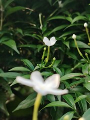 Elegant White Pinwheel Flower Blossoms Amidst Lush Green Foliage a Tranquil Botanical Garden Scene with Delicate Floral Beauty