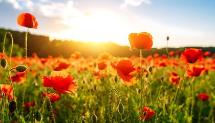 Fototapeta premium Vibrant poppy field at sunset.
