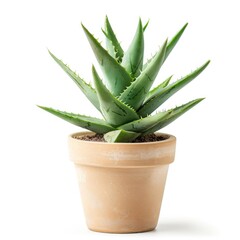 Succulent in terracotta pot