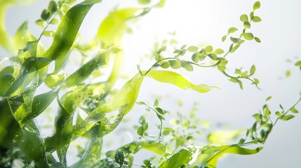 Close up view of green leaves and stems with bright light shining through on a white background