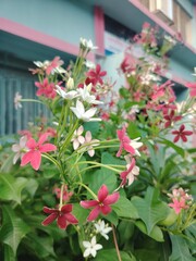 Fototapeta premium Rangoon Creeper Flowers Blooming Red White and Pink Colors with Lush Green Leaves Climbing Plants in Garden or Backyard Beautiful Floral Background