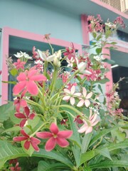 Rangoon Creeper flowers with vibrant red and white petals blooming in front of a building with pink trim and blue walls a beautiful tropical flower display