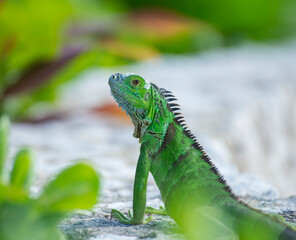 Green Iguana Basking On Rocks