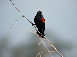 Red-Winged Blackbird male perching against the sky