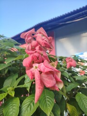 Beautiful Pink Mussaenda Erythrophylla Flowers Blooming in a Lush Garden on a Sunny Day Offering a Serene and Natural Scene