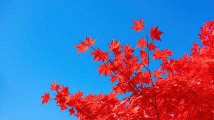 Bright red maple leaves on a young tree shot from gro