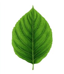Obraz premium Detailed close-up of a vibrant green leaf. Its smooth, ribbed texture is sharply defined against a plain white background