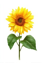 Obraz premium Vibrant sunflower with bright yellow petals and dark center, lush green leaves, isolated on white