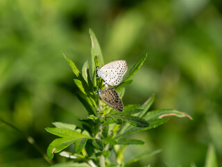 交尾中のヤマトシジミ