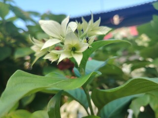 Delicate White Flower Blossom with Green Leaves and Ant Close Up in Outdoor Setting Perfect for Botanical and Wildlife Photography