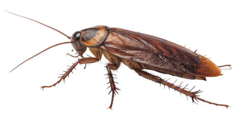 Detailed Cockroach: A detailed photographic capture reveals the intricate details of a cockroach, showcasing its segmented body, antennae, and resilient exoskeleton against a simple backdrop.