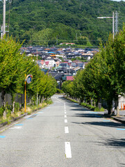 新緑の並木が続く住宅街の風景