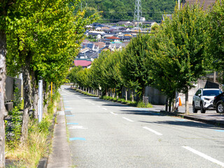 Naklejka premium 新緑の並木が続く住宅街の風景