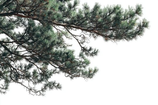 Pine tree branches reaching upward against a white background