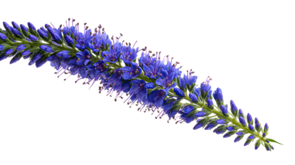 Veronica flower spike isolated on white background 