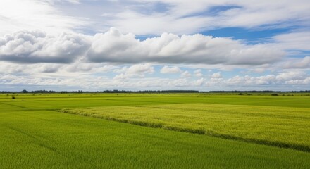 Naklejka premium Panoramic view of a vast expanse of rice paddies under a partly cloudy sky.