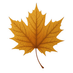 Obraz premium Detailed Close-Up of a Single Golden Maple Leaf with Intricate Veining Against a Stark Black Background