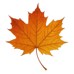 Fototapeta premium Detailed Close-Up of a Vibrant Orange Maple Leaf Showcasing Intricate Veins and Autumnal Colors