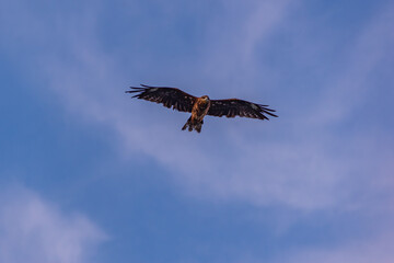 青空と鳶