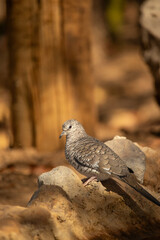 The fire-dove is a monogamous, granivorous, columbid bird that inhabits south-central and northeastern Brazil.