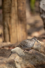 The fire-dove is a monogamous, granivorous, columbid bird that inhabits south-central and northeastern Brazil.