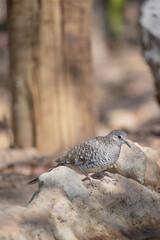The fire-dove is a monogamous, granivorous, columbid bird that inhabits south-central and northeastern Brazil.