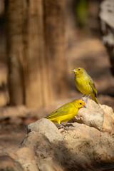 The canary (Sicalis flaveola) is also known as the canary