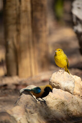 The canary (Sicalis flaveola) is also known as the canary