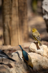 The canary (Sicalis flaveola) is also known as the canary