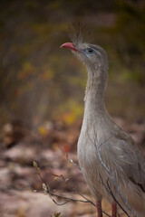 Seriemas are the only living members of the bird family Cariamidae, which is also the only surviving lineage of the order Cariamiformes.