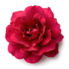 Close-up of a vibrant crimson rose