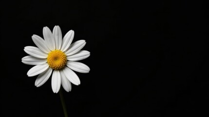 A Single Delicate White Daisy Flower on a Stark Black Background, a Simple Botanical Image Perfect for Minimalist Designs and Projects Requiring a Touch of Natural Elegance