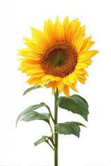 Obraz premium Bright sunflower head on long stem, isolated
