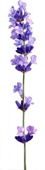A single lavender sprig, vibrant purple blossoms, against a white background