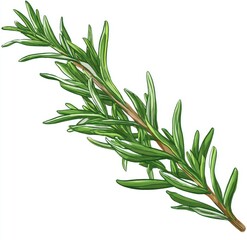 Fototapeta premium A sprig of fresh rosemary, detailed illustration