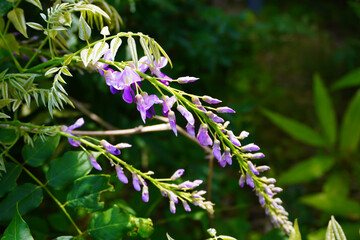 Wisteria Blossoms with Fresh Green Leaves in Early Summer
