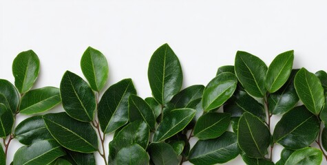 Obraz premium Fresh green leaves arranged in a horizontal border against a white background