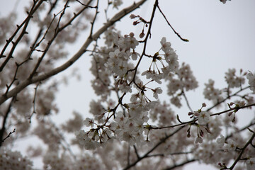 Photographic Tour of the Jinhae Cherry Blossom Festival in South Korea