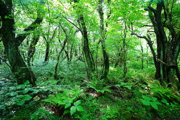 primeval forest in the gleaming sunlight